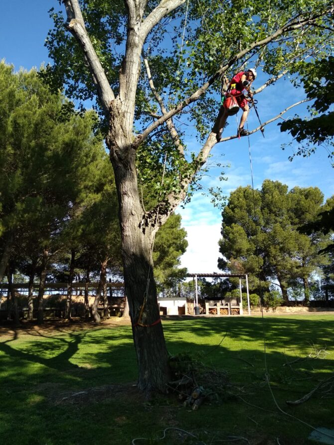 Poda en altura