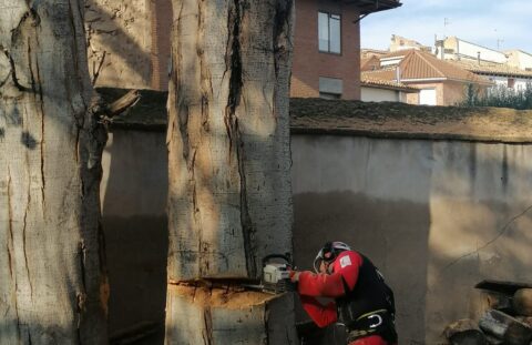 Poda en altura