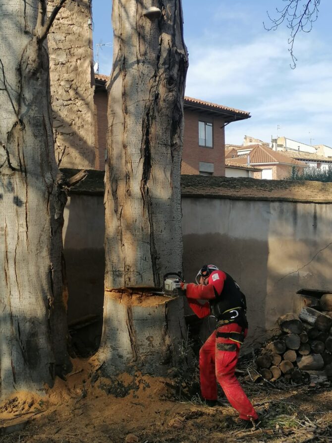 Poda en altura