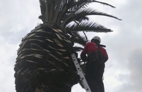 Poda de Palmera