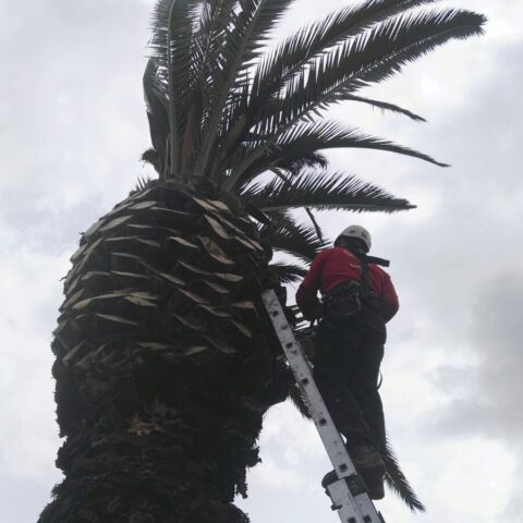 Poda de Palmera