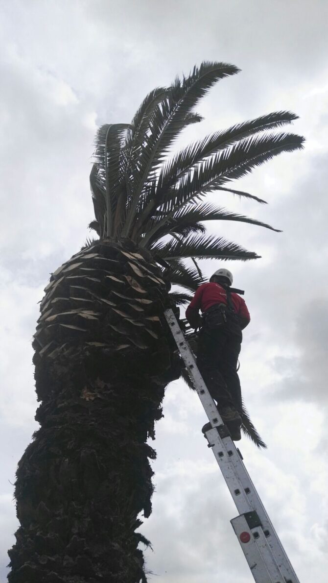 Poda de Palmera